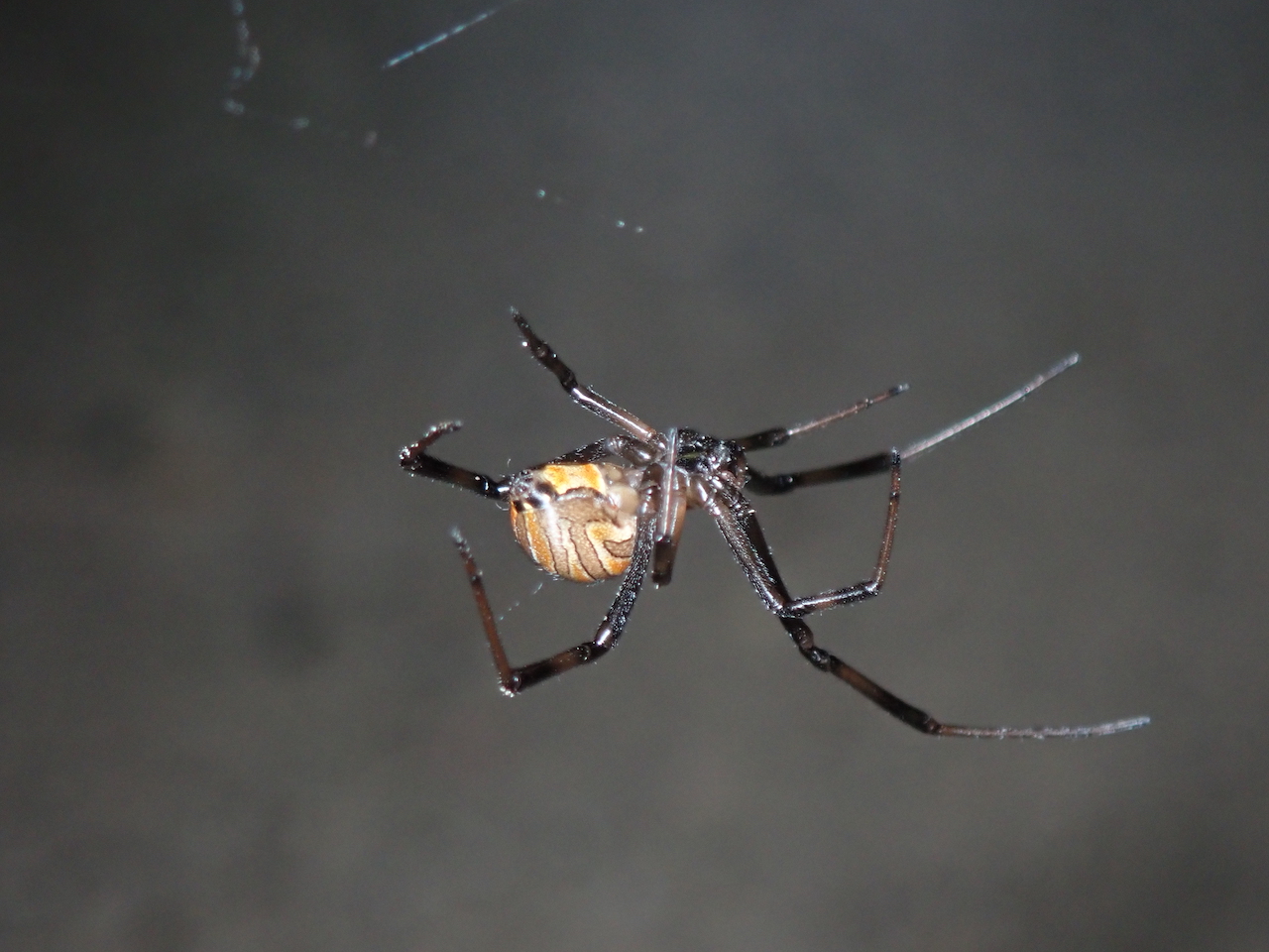 Latrodectus hesperus mâle Latrodectus hesperus mâle
